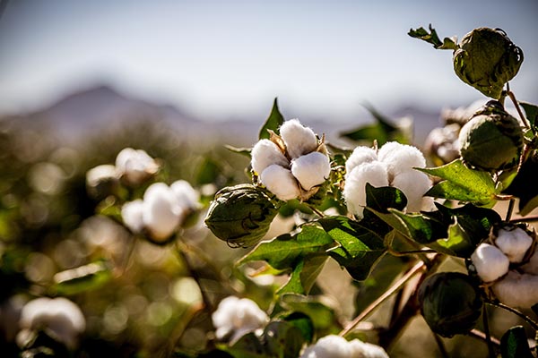 Cotton: The Myths vs. Reality