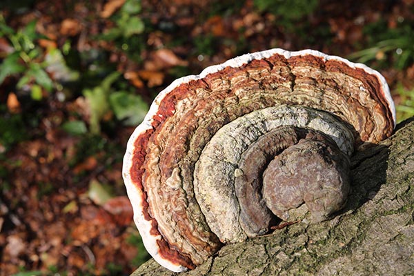 Fungus Among Us?